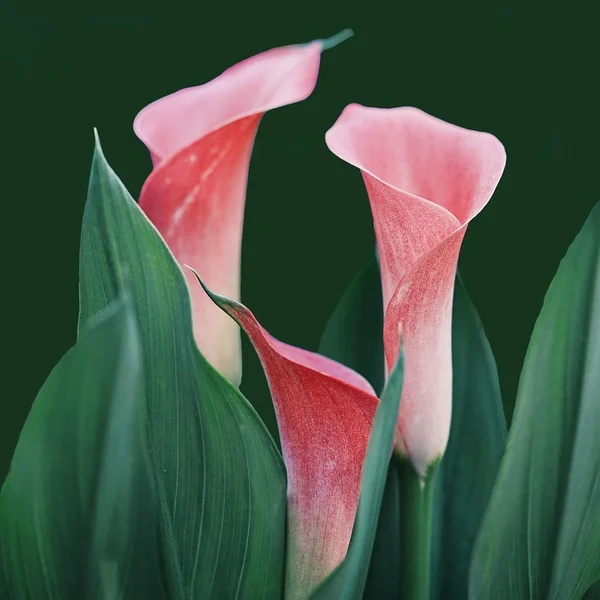 德州扑克下载捕鱼游戏